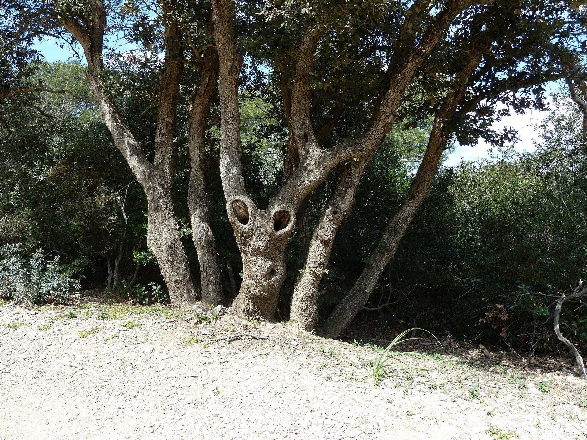 Organisez des  circuits de randonnées à  Porquerolles