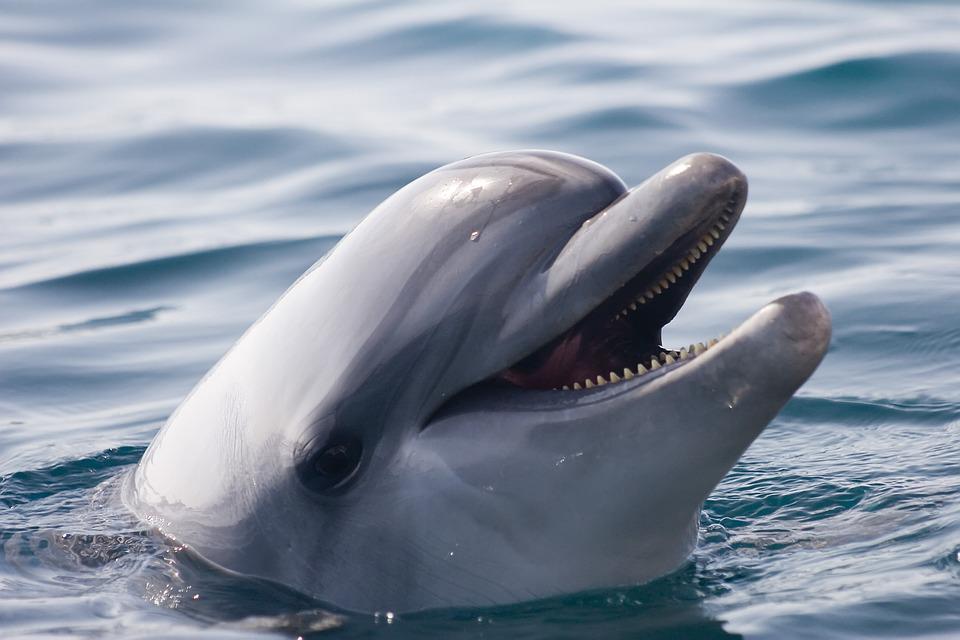 Dauphins : 5 choses à savoir sur ces mammifères