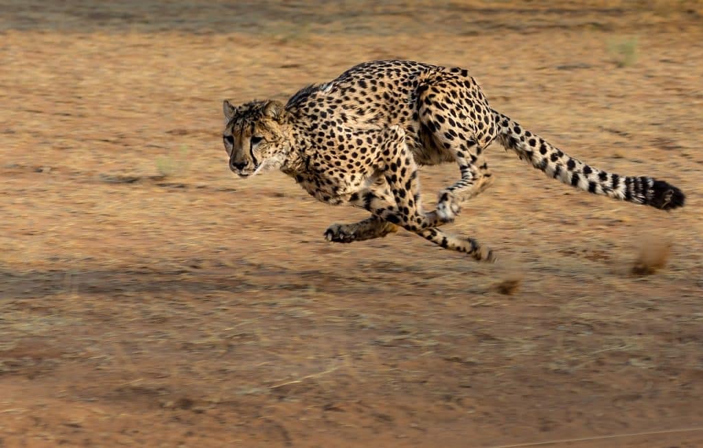 faune en Namibie